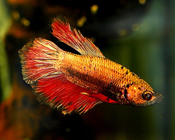 Betta splendens, Siamesischer Kampffisch