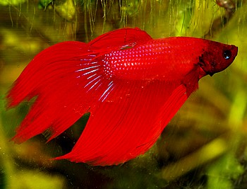Betta splendens, Siamesischer Kampffisch