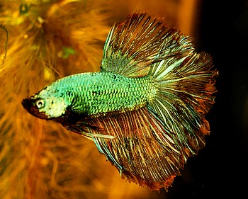Betta splendens, Siamesischer Kampffisch