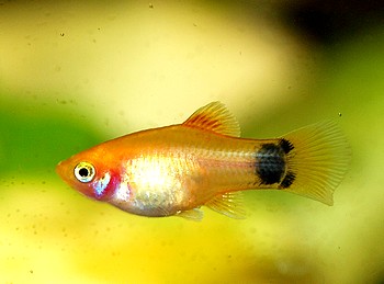 Xiphophorus maculatus, Platy