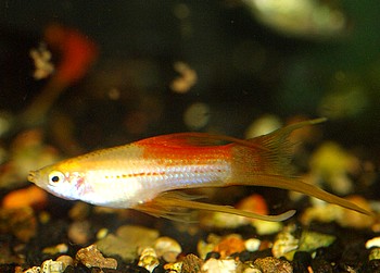 Xiphophorus helleri