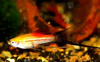 Xiphophorus helleri