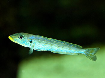 Hemichromis cristatus