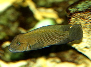Telmatochromis temporalis