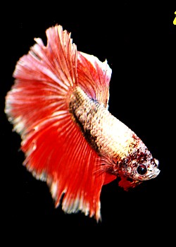 Betta splendens, Siamesischer Kampffisch