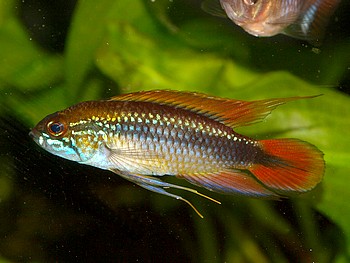 Apistogramma agassizii