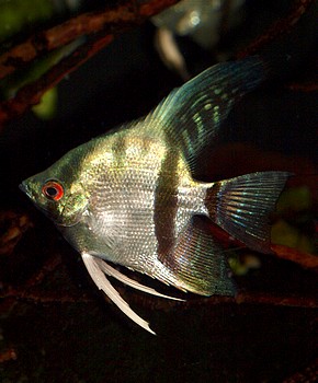 Pterophyllum scalare, Segelflosser, Skalar