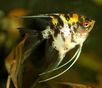 Pterophyllum scalare, Segelflosser, Skalar