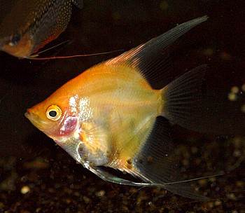 Pterophyllum scalare, Segelflosser, Skalar
