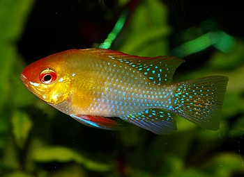 Microgeophagus ramerezi Microgeophagus ramerezi