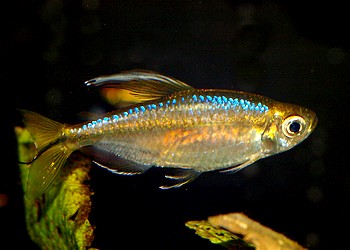 Alestopetersius caudalis Gelber Kongosalmler