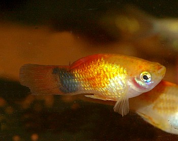 Xiphophorus maculatus, Platy