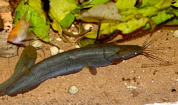 Heteropneustes microps