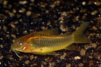 Corydoras aeneus, Metall-Panzerwels