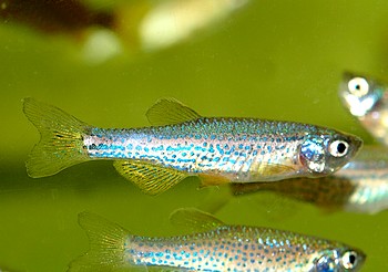Danio rerio var. frankei