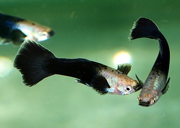 Poecilia reticulatus, Guppy