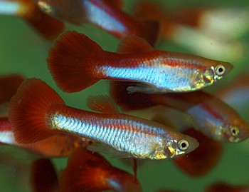 Poecilia reticulatus, Guppy
