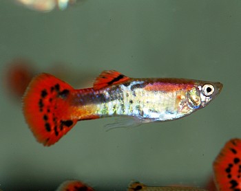 Poecilia reticulatus, Guppy