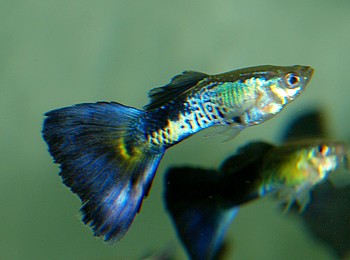 Poecilia reticulatus, Guppy