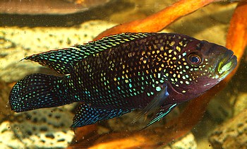 Rocio octofasciatum, Achtbindenbuntbarsch