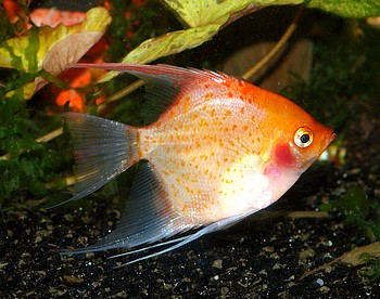 Pterophyllum scalare, Segelflosser, Skalar