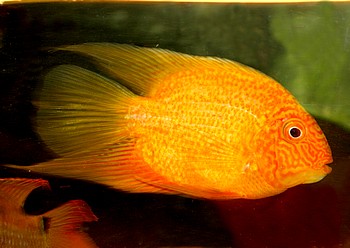 Heros severus, Augenfleckbuntbarsch “GOLD” Heros severus, Augenfleckbuntbarsch “GOLD”