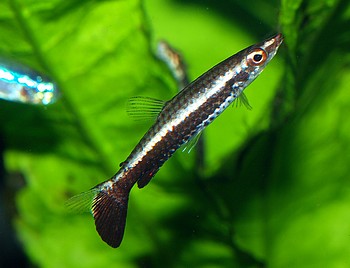 Nannostomus eques, Schr�gsteher
