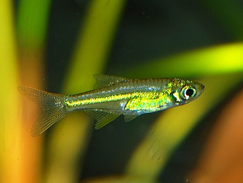 Microdevario kubatai, Leucht-Neonb�rbling