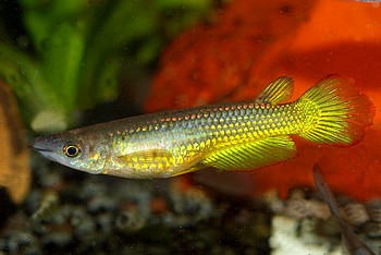 Aplocheilus lineatus, Streifenhechtling, �GOLD�