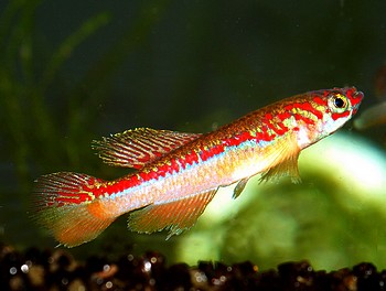 Aphyosemion avichang