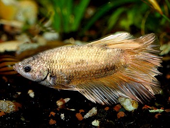 Betta splendens, Siamesischer Kampffisch