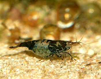 Caridina davidi, R�ckenstrichgarnele