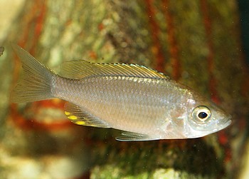 Copadichromis virginalis