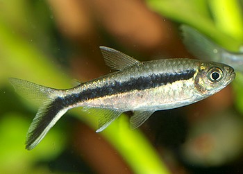 Thayeria boehlkei, Schr�gschwimmer