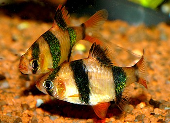 Puntigrus tetrazona, Sumatrabarbe Puntigrus tetrazona, Sumatrabarbe