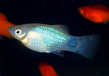 Xiphophorus maculatus, Platy