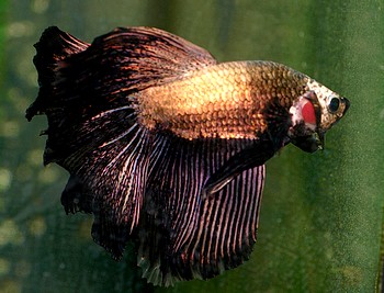 Betta splendens, Siamesischer Kampffisch