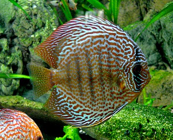 Symphysodon aequifasciatus, Diskus
