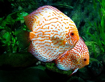 Symphysodon aequifasciatus, Diskus