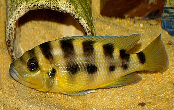 Neolamprologus sexfasciatus 