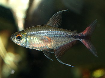 Hemigrammus filamentosus, Ph�nix-Salmler
