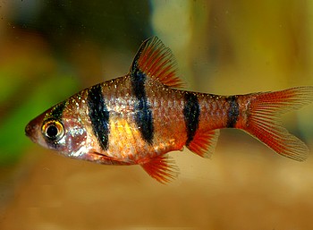 Desmopuntius pentazona, Fünfgürtelbarbe Desmopuntius pentazona, Fünfgürtelbarbe