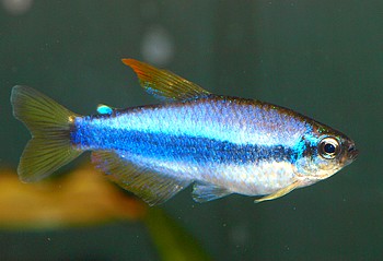 Inpaichthys kerry, K�nigssalmler