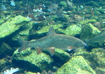 Coregonus lavaretus Große Maräne Coregonus lavaretus Große Maräne