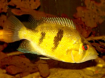 Caquetaia myersi, Myers Buntbarsch