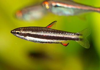 Nannostomus marginatus, Zwergziersalmler