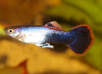 Poecilia reticulatus, Guppy