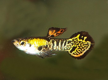 Poecilia reticulatus, Guppy