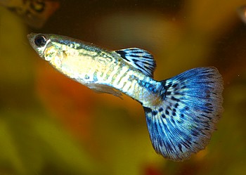 Poecilia reticulatus, Guppy