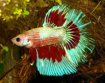 Betta splendens, Siamesischer Kampffisch